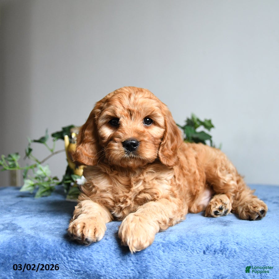 Cavapoo dogs Rusty  - Ad 1