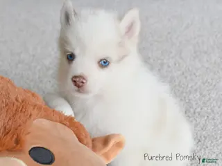 Pomsky dogs Teddy Tiny Pomsky - Ad 1