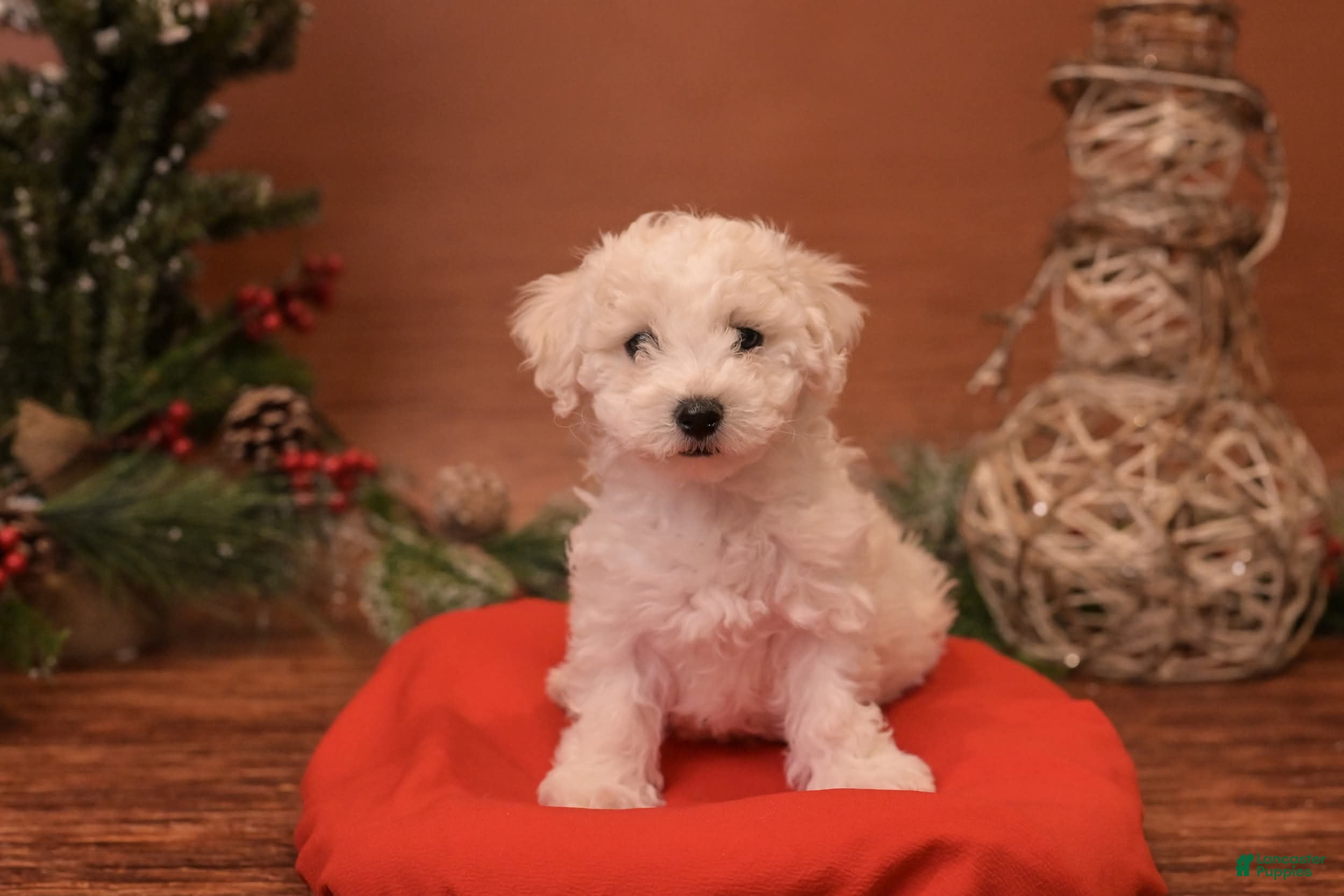 Bichpoo dogs Muncy - Ad 36