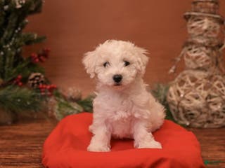 Bichpoo dogs for sale: Muncy - Ad 3