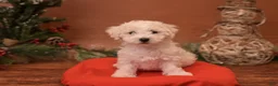 Bichpoo dogs for sale: Muncy - Ad 1