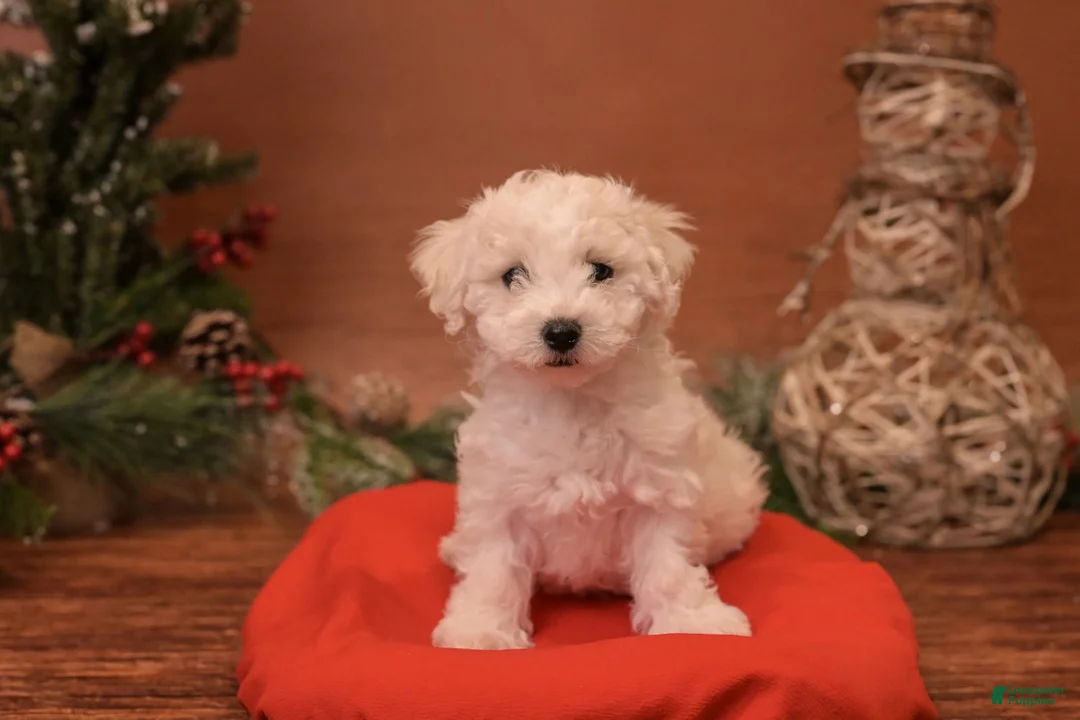 Bichpoo dogs for sale: Muncy - Ad 1