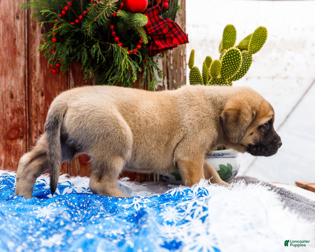 English Mastiff dogs for sale: Zeke - Ad 4