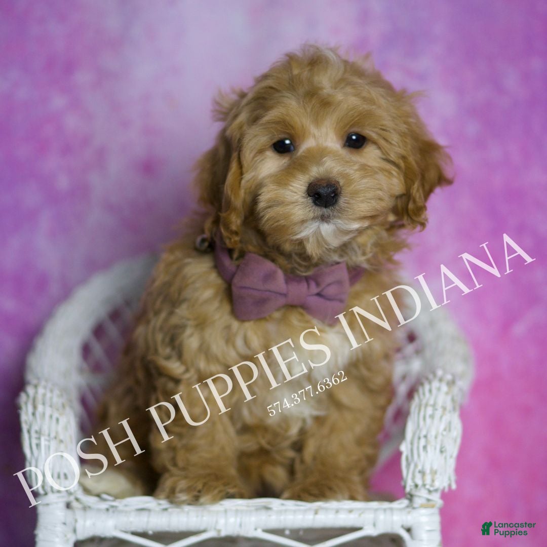 Maltipoo dogs for sale: Chuckie - Ad 7