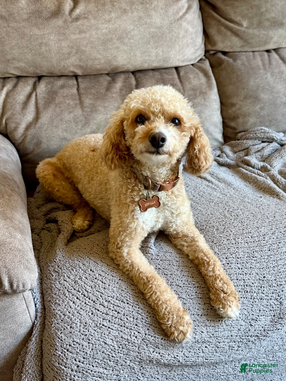 Miniature Poodle dogs for sale: Sasha Female - Ad 5