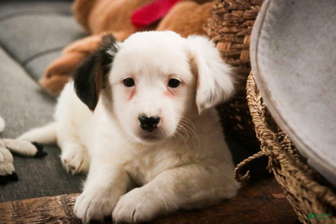 Mixed Breed dogs for sale: Bubba - Ad 4