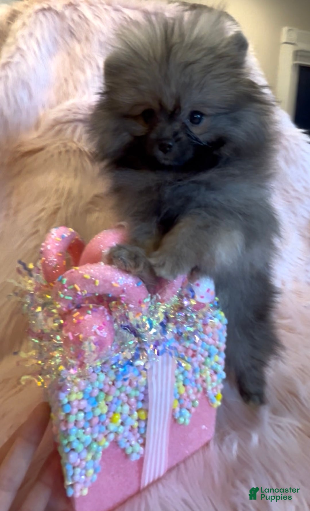 Pomeranian dogs for sale: Penny AKC Registered FULL RIGHTS - Ad 26