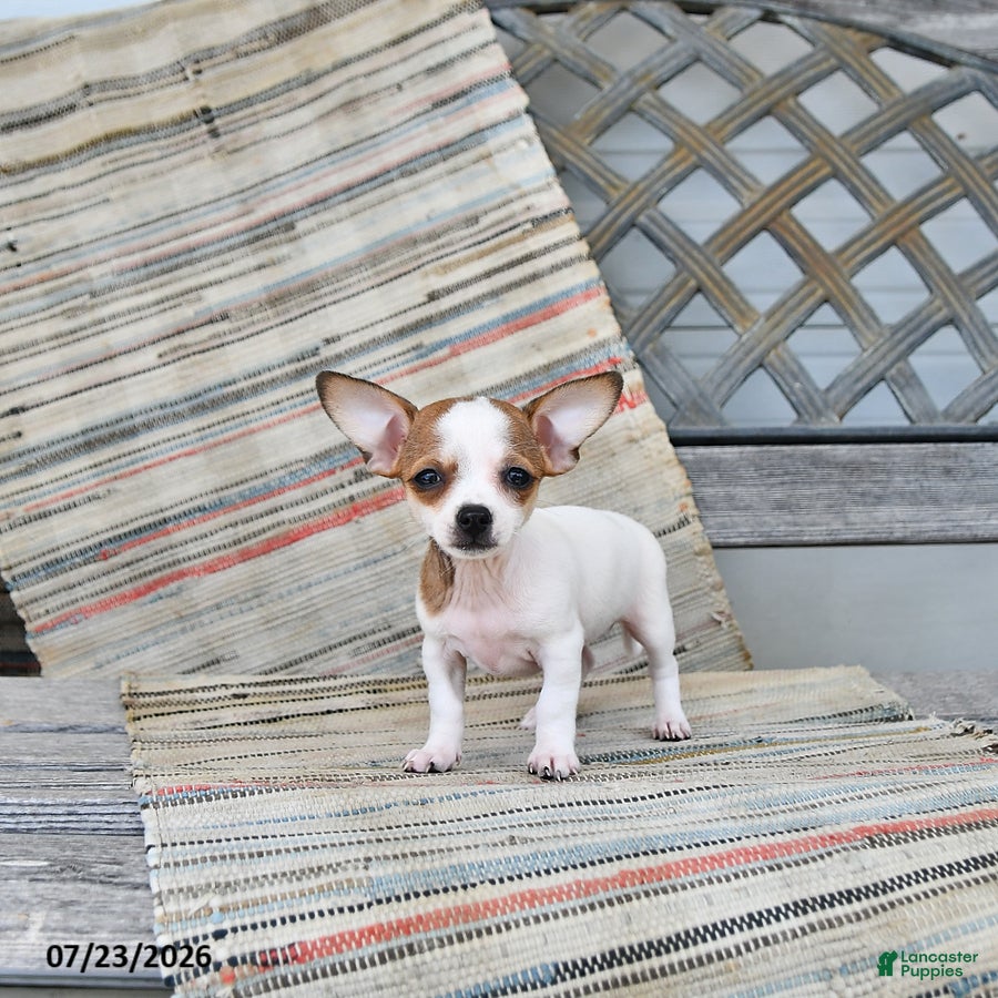 Chiweenie dogs Adora - Ad 1