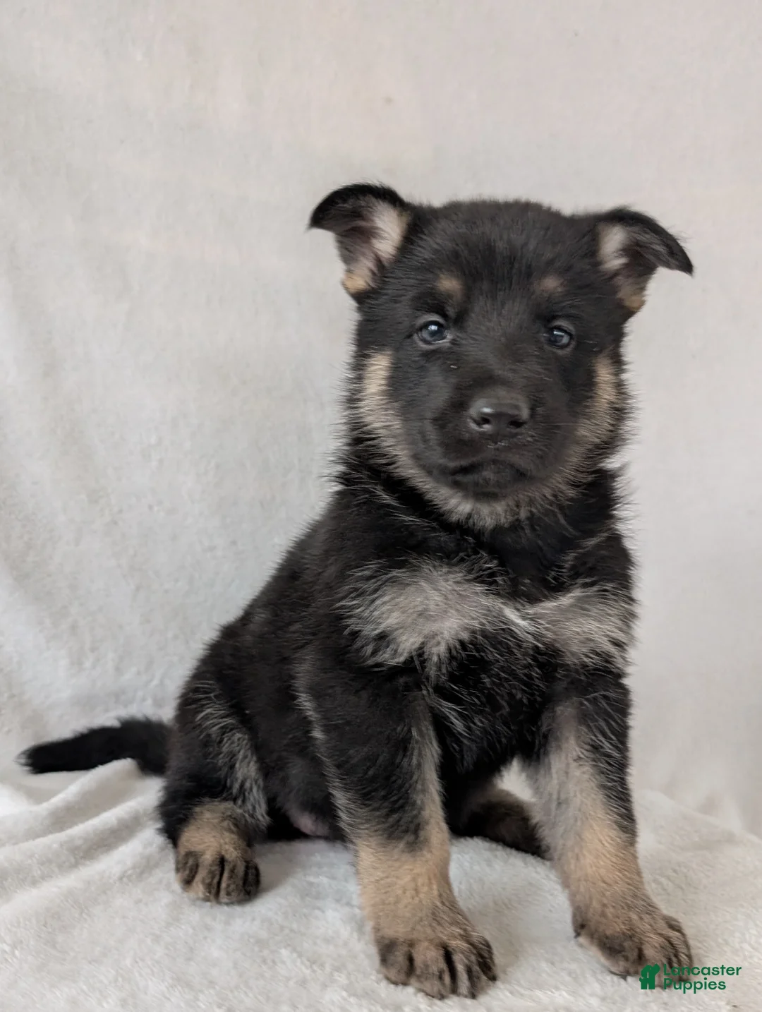 German Shepherd dogs for sale: Raina - Ad 5