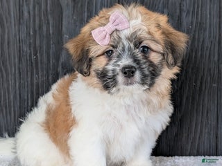 Teddy Bear dogs Ellie - Ad 29