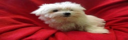 Maltese dogs for sale: Maltese Puppy 4 - Ad 3