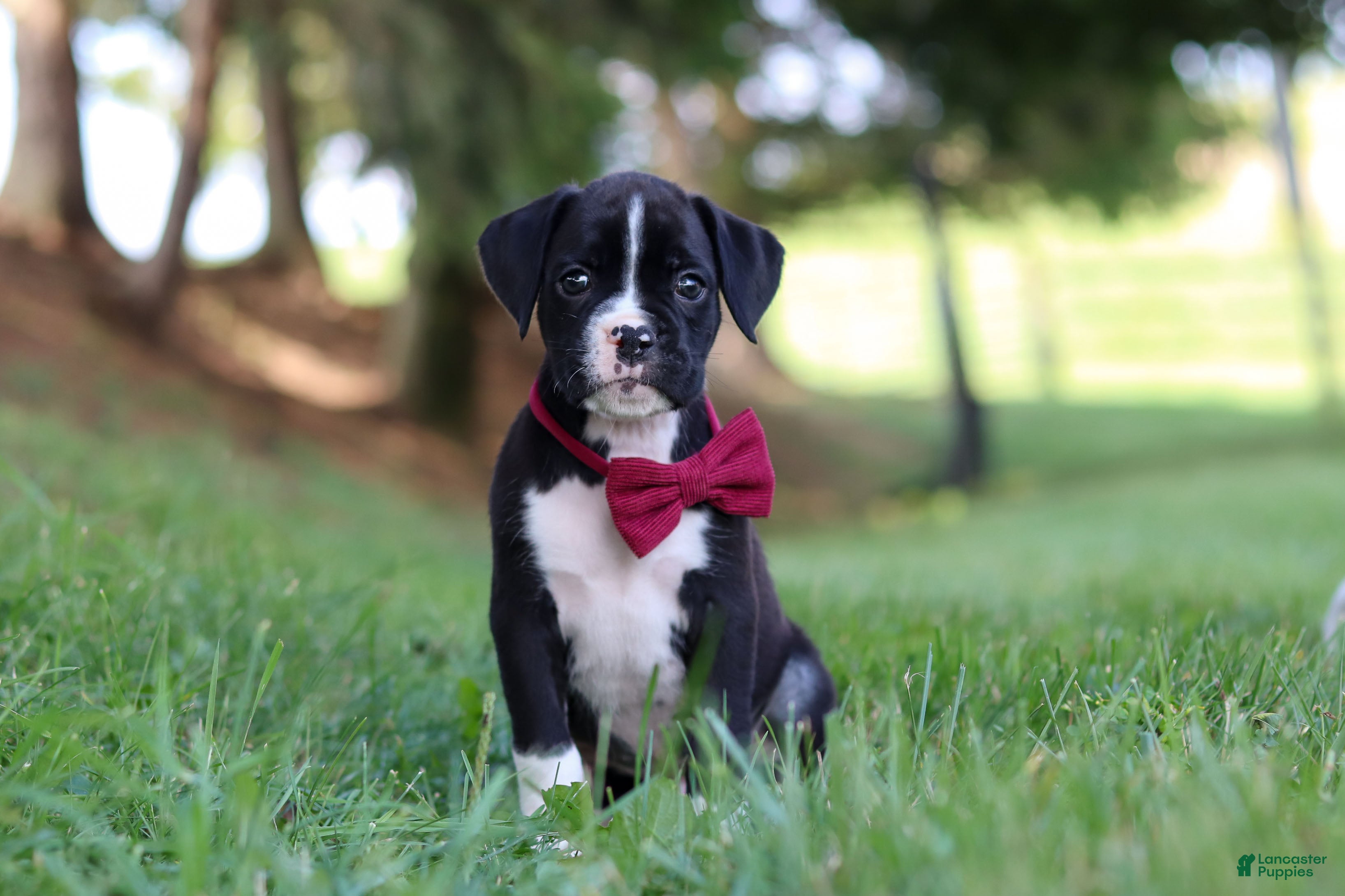 Boxer dogs Lane - Ad 2