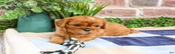 Cavalier King Charles Spaniel dogs for sale: Digger - Ad 2