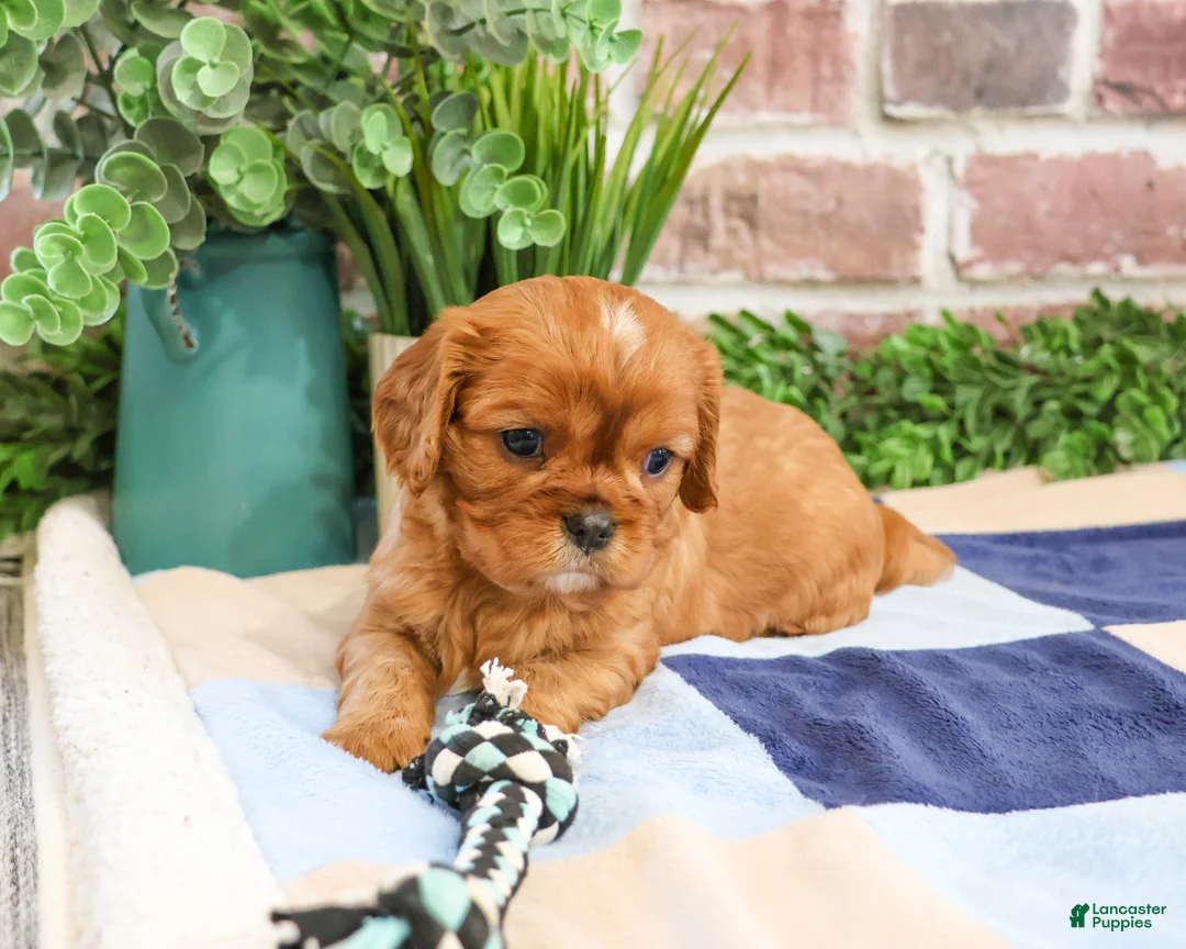 Cavalier King Charles Spaniel dogs for sale: Digger - Ad 2