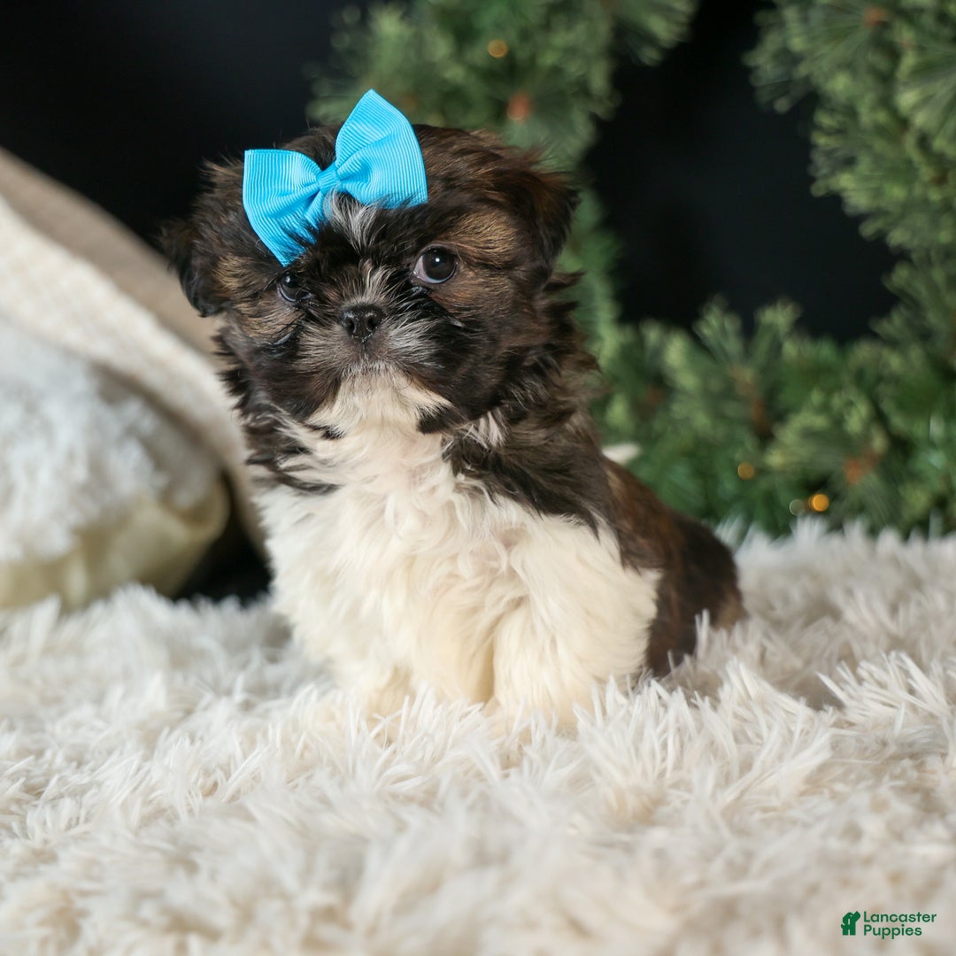 Shih Tzu dogs for sale: ROSCOE - Ad 6