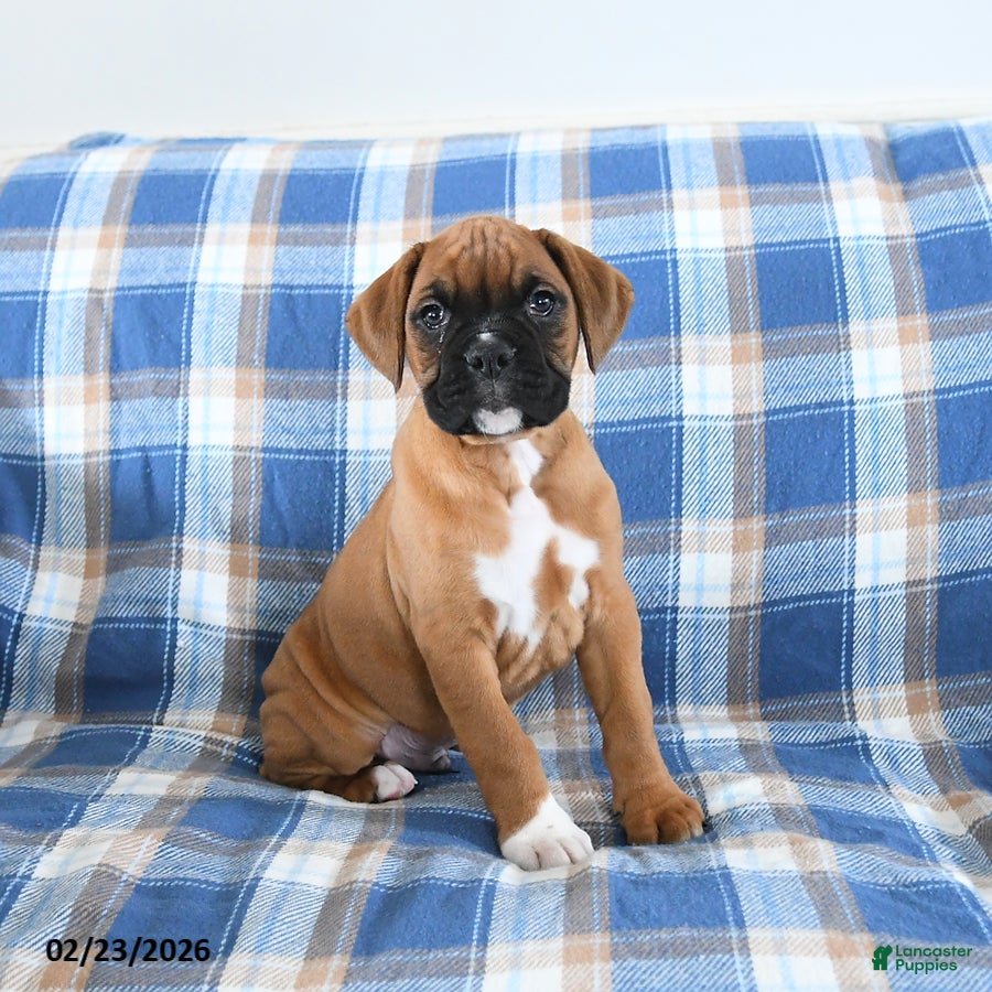 Boxer dogs Chuckles - Ad 2