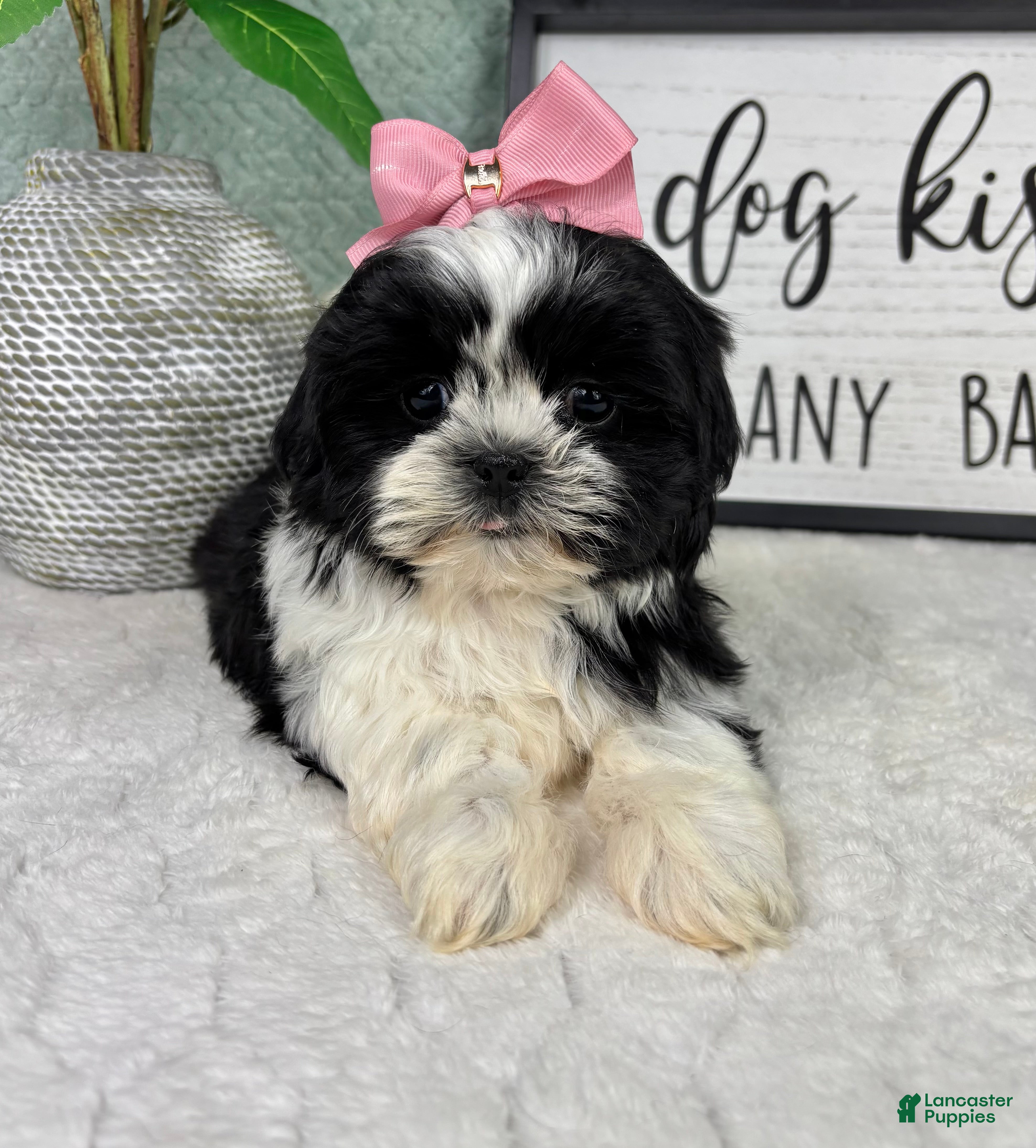 Shih Tzu dogs Kisses - Ad 41