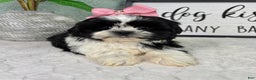 Shih Tzu dogs for sale: Kisses - Ad 1