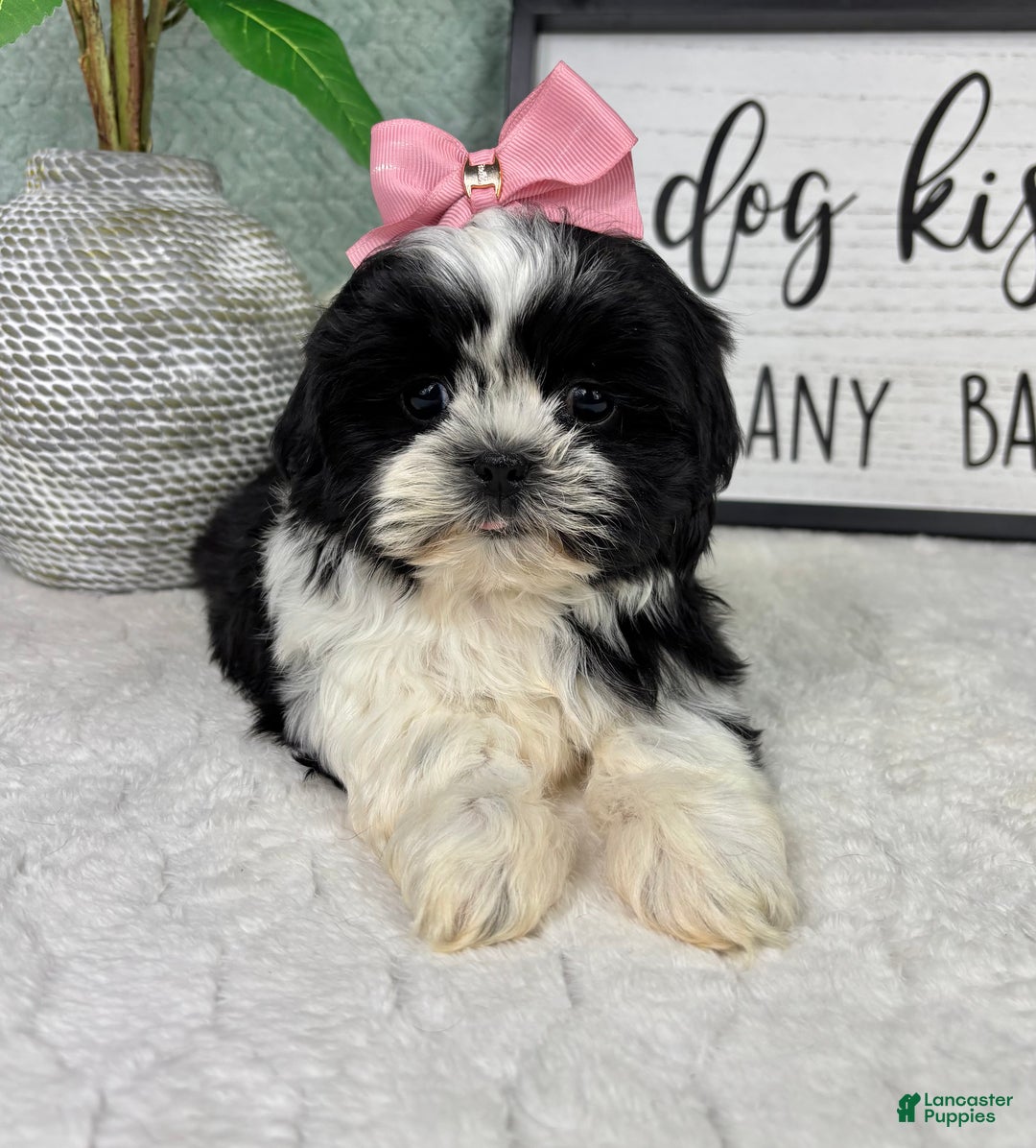 Shih Tzu dogs for sale: Kisses - Ad 1