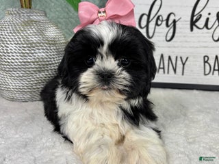 Shih Tzu dogs Kisses - Ad 2