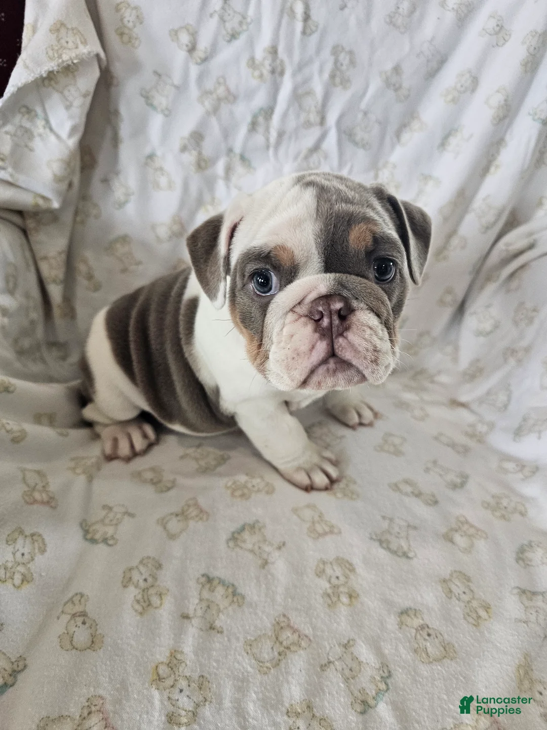 English Bulldog dogs for sale: English Bulldog Puppy 5 - Ad 5