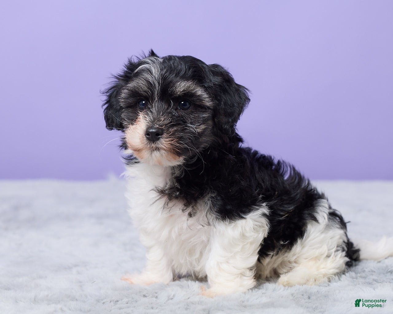Maltipoo dogs Hudson - Ad 2