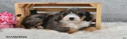 Mini Bernedoodle dogs for sale: Cody - Ad 4