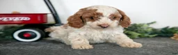 Miniature Poodle dogs for sale: Frida - Ad 1