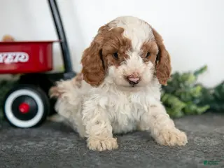 Miniature Poodle dogs for sale: Frida - Ad 1