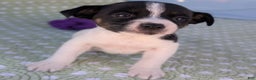 Rat Terrier dogs for sale: Pepper - Ad 3