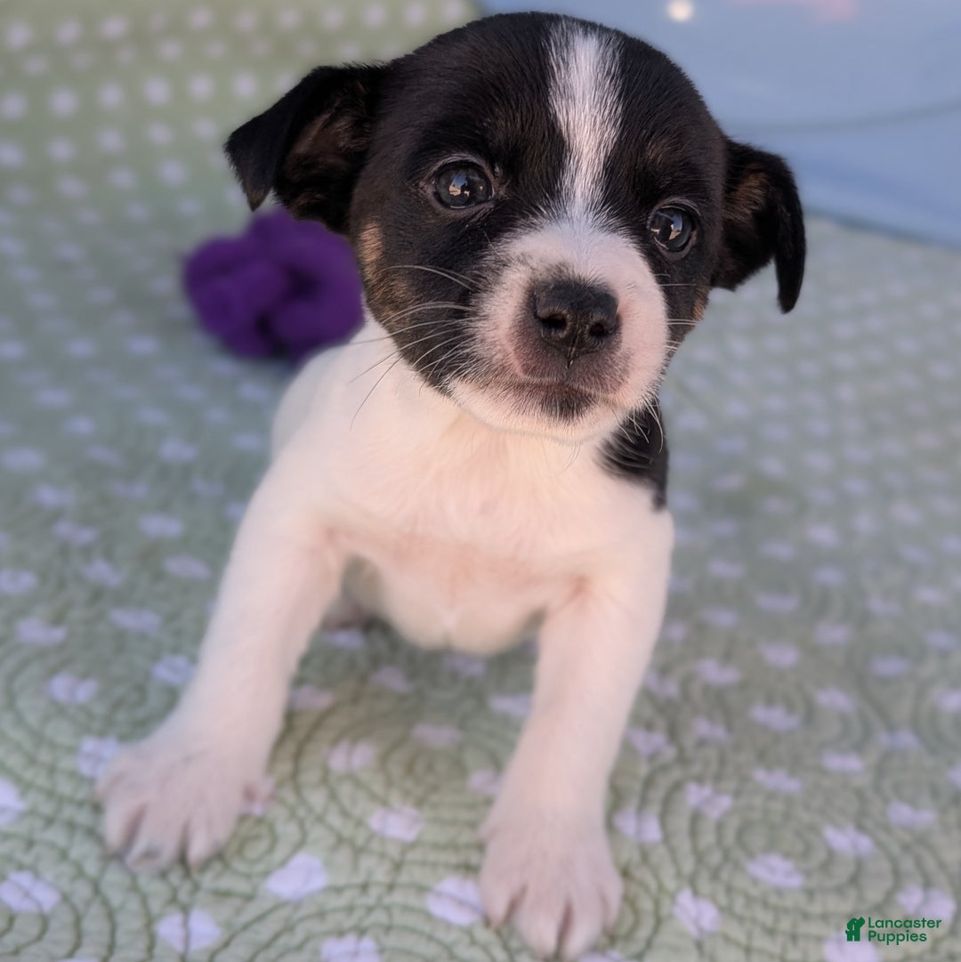 Rat Terrier dogs for sale: Pepper - Ad 3