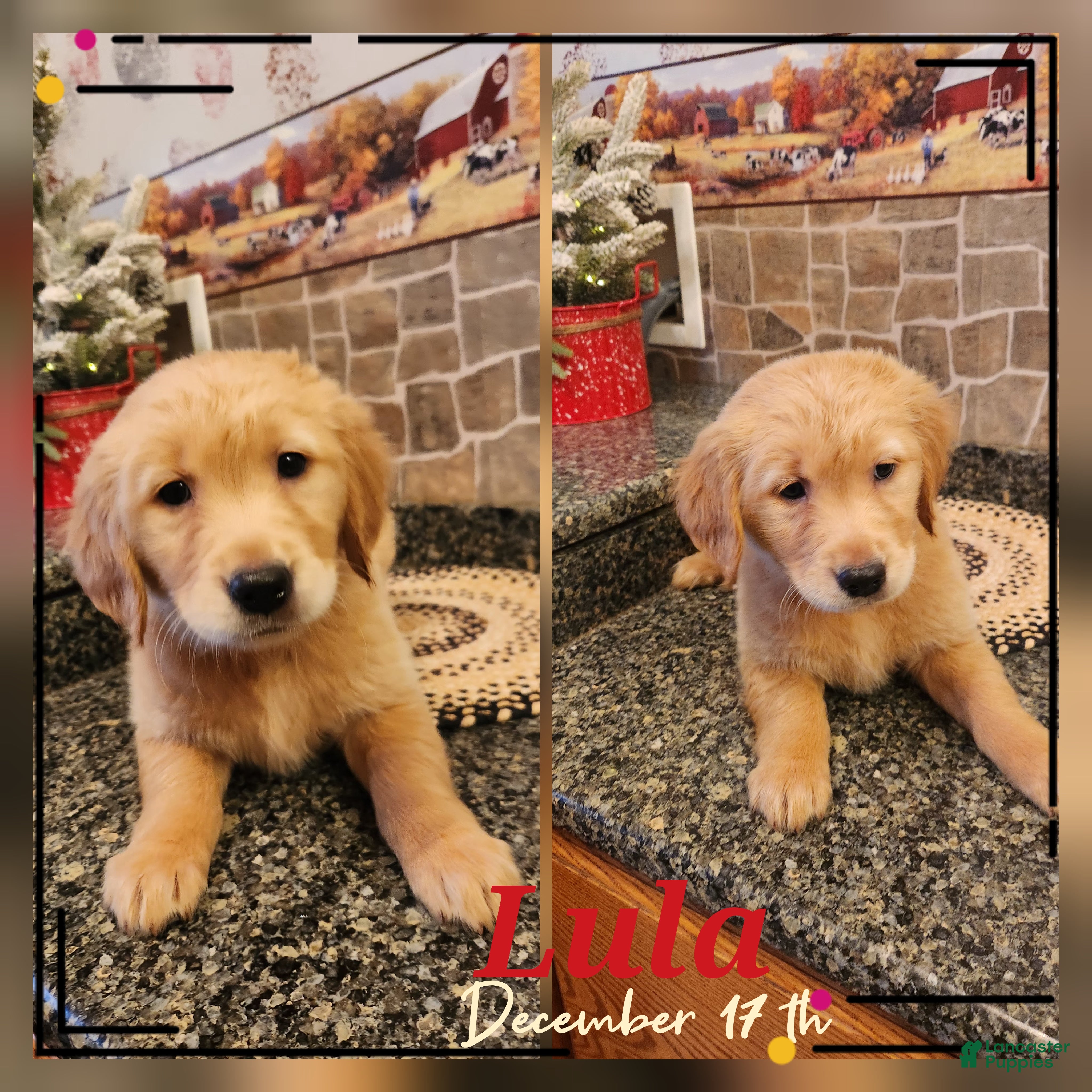 Golden Retriever dogs Lula - Ad 25