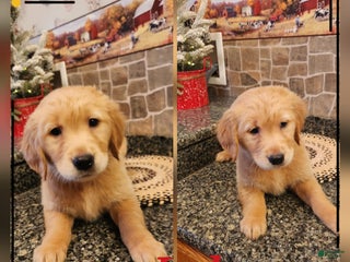 Golden Retriever dogs Lula - Ad 25