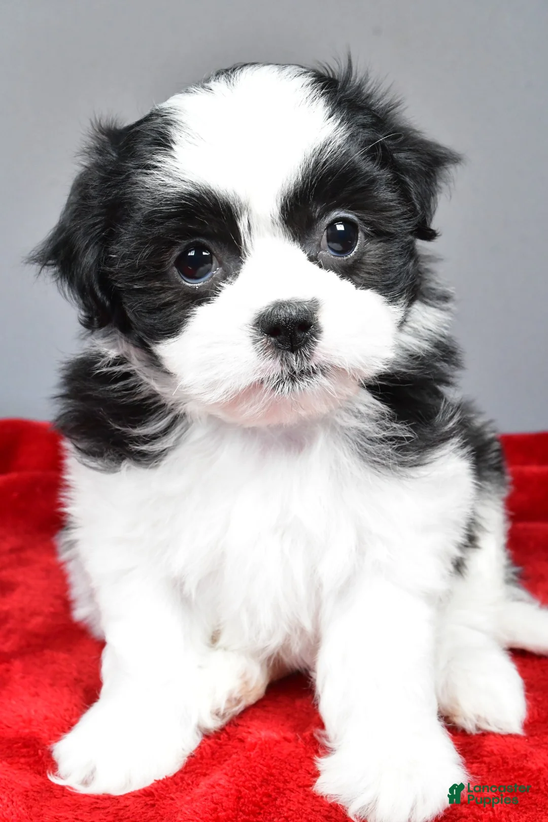 Teddy Bear dogs for sale: mikynlee - Ad 1