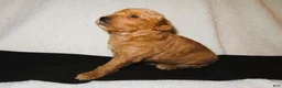 Mini Goldendoodle dogs for sale: Kobe - Ad 1