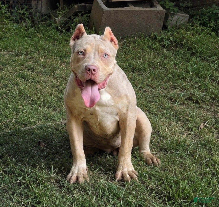 American Bully dogs XL American Bully 1 - Ad 1
