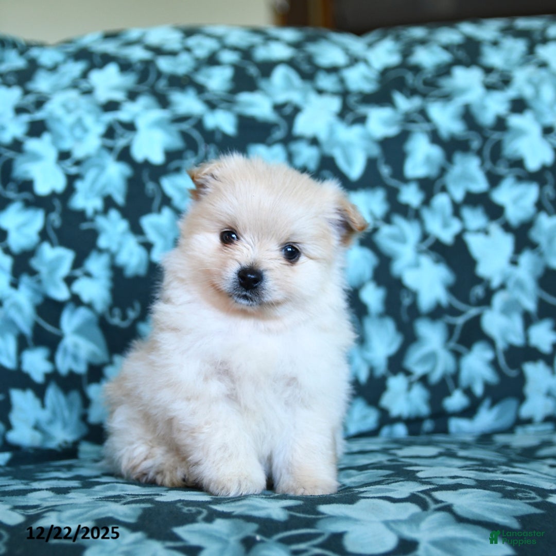 Pomeranian dogs for sale: Frosty - Ad 1