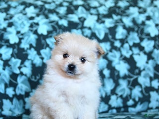 Pomeranian dogs Frosty - Ad 5