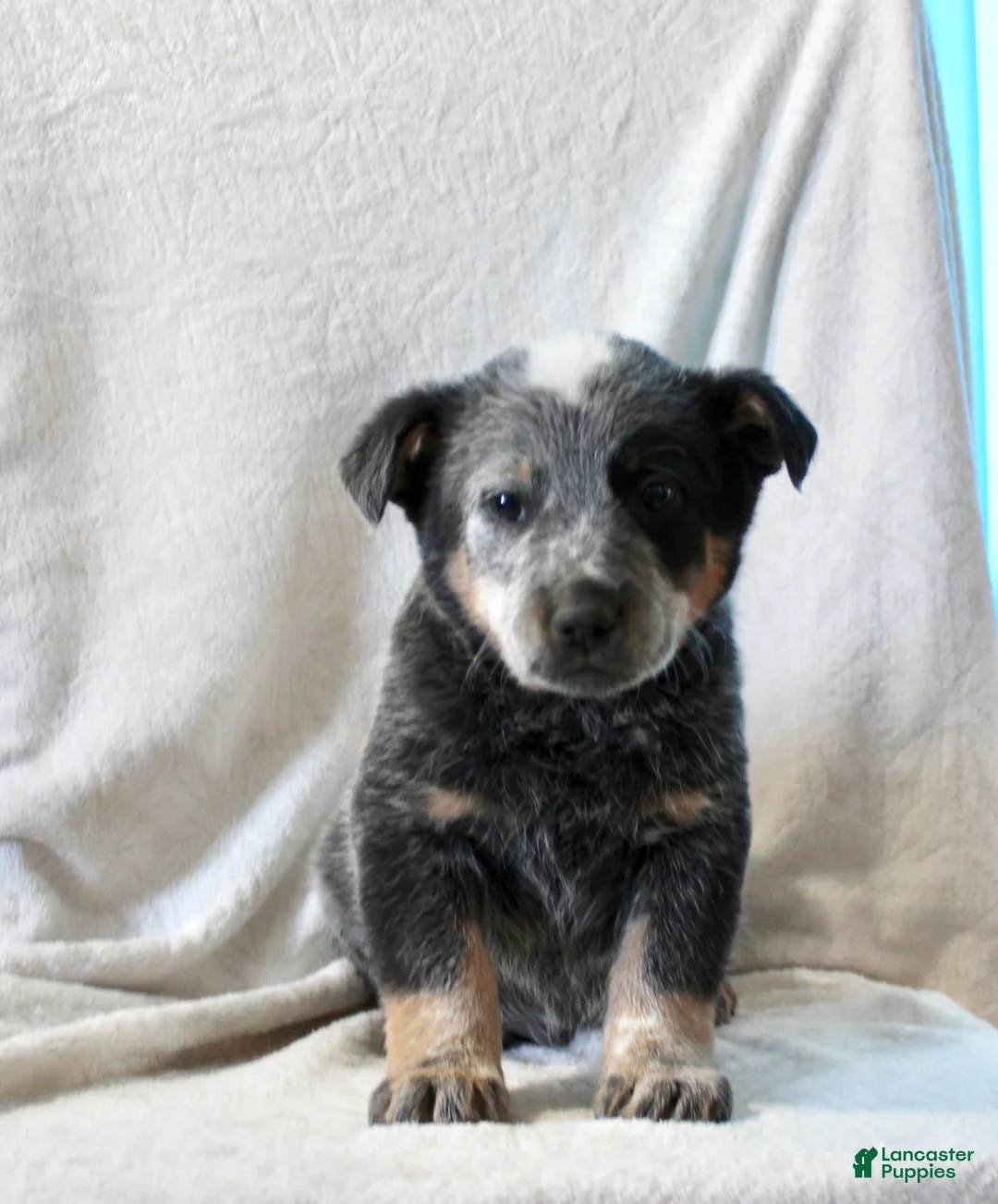 Australian Cattle Dog dogs for sale: Lewy - Ad 1