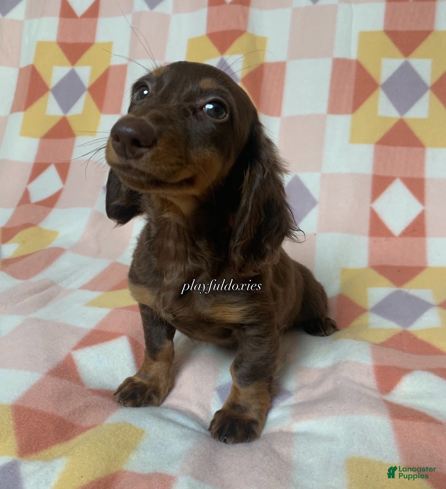Dachshund dogs  AKC Chocolate & Tan Long Haired Female Dachshund ALL Clear - Ad 2