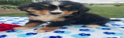 Bernese Mountain Dog dogs for sale: Yeti - Ad 3