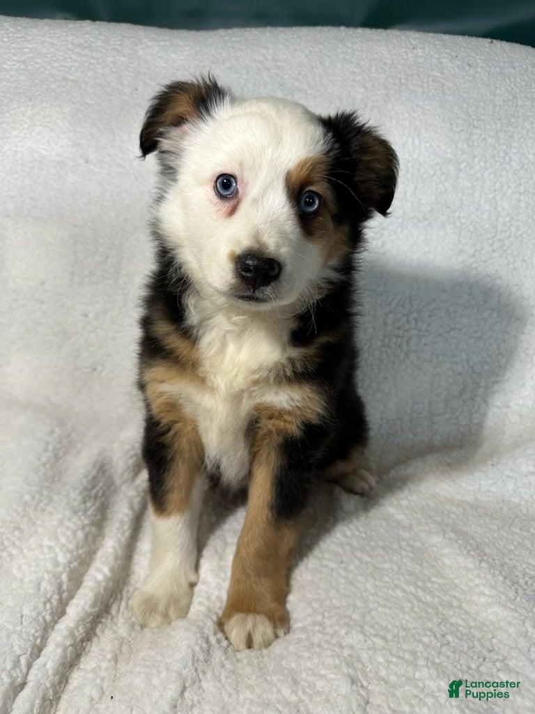 Miniature Australian Shepherd dogs Peggy - Ad 1