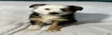 Peggy