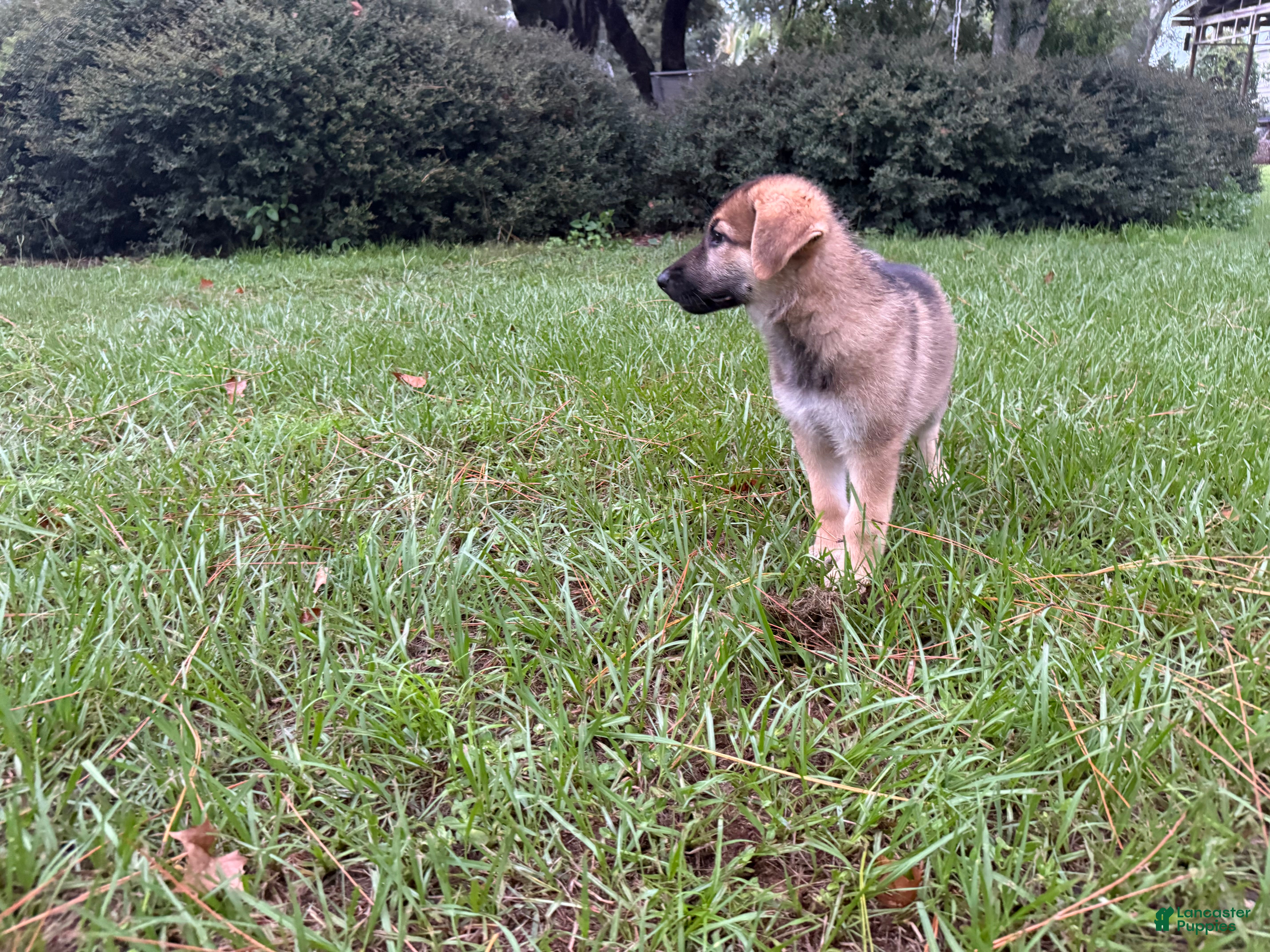 German Shepherd dogs Delilah - Ad 2