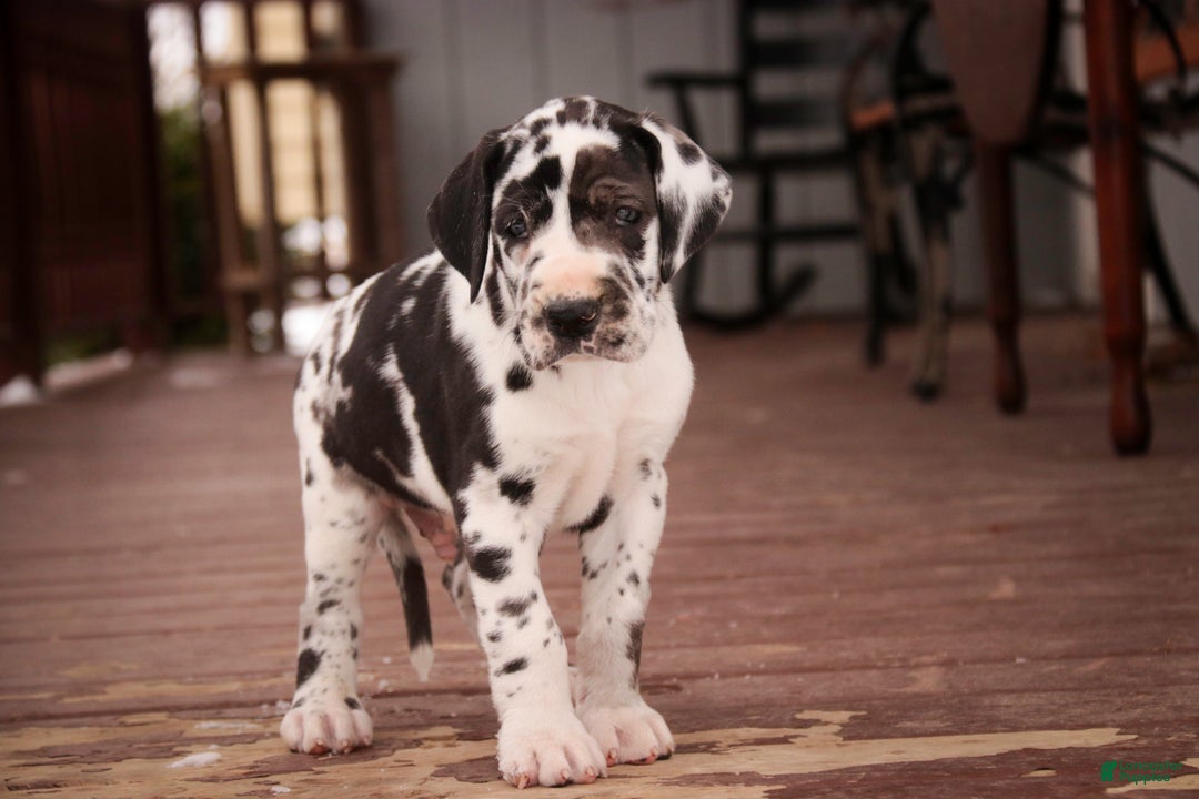 Great Dane dogs for sale: Gordon - Ad 5