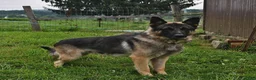 German Shepherd dogs for sale: Biffy - Ad 7