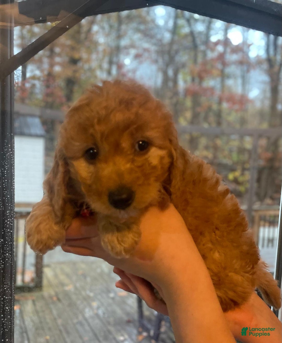 Mini Goldendoodle dogs for sale: Sparky - Ad 3