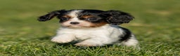 Cavalier King Charles Spaniel dogs for sale: Britney - Ad 3