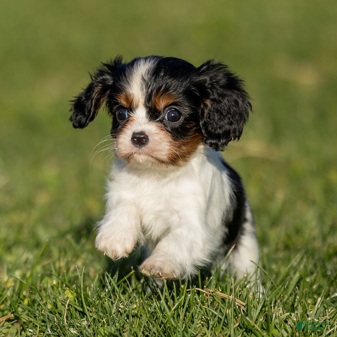 Cavalier King Charles Spaniel dogs for sale: Britney - Ad 3