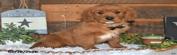 Miniature Golden Retriever dogs for sale: Poochy - Ad 1